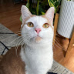 Meet your Posher, Nicholas